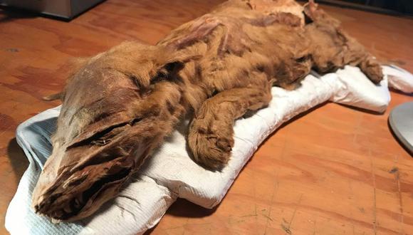 Canadá: Encuentran intacto un lobo congelado hace 50.000 años,