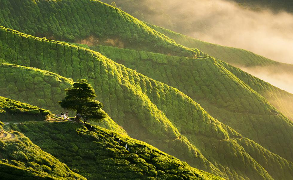 Malasia es un país asiático que alberga playas paradisiacas bañadas de color esmeralda y bosques tropicales con exuberante vegetación. Además, se destaca por sus pintorescos campos de té, cuyos paisajes roban las miradas por presentar colinas onduladas de tono verde. Aquí, te decimos como lucen y en qué parte de Malasia se encuentran. (Foto: Shutterstock)