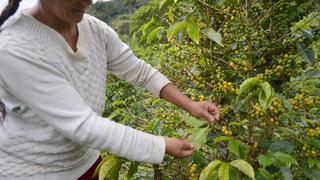 La coca ilegal le sigue ganando al café orgánico de Sandia