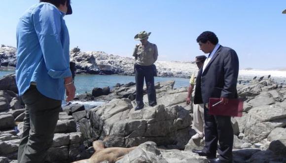 Por matar a lobo marino: cárcel suspendida y pago de S/. 1.000