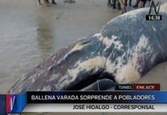 Tumbes: ballena varada tras quedar atrapada en redes de pescadores