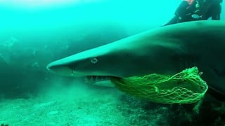 Salvó a un tiburón que tenía red de plástico enganchada en sus dientes