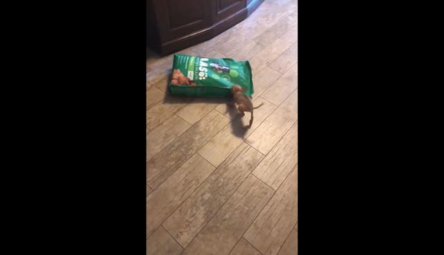 En Facebook se publicó el video de una divertida escena protagonizada por un perro Chihuahua que quiere abrir una bolsa de comida. Morder con todas sus fuerzas hizo viral al clip en las redes sociales. (Foto: Captura)