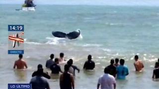 Tumbes: voluntarios rescatan a ballena jorobada y esta retornó al mar | VIDEO