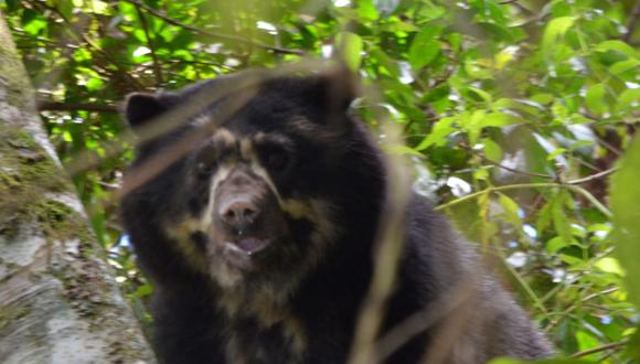 Doce individuos de oso de anteojos fueron registrados por las cámaras trampa. Foto: Sean McHugh y Jasmina McKibben / Rainforest Partnership.