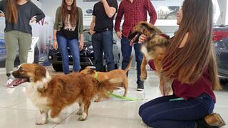 Perros invaden concesionario y sellan semana con broche de oro