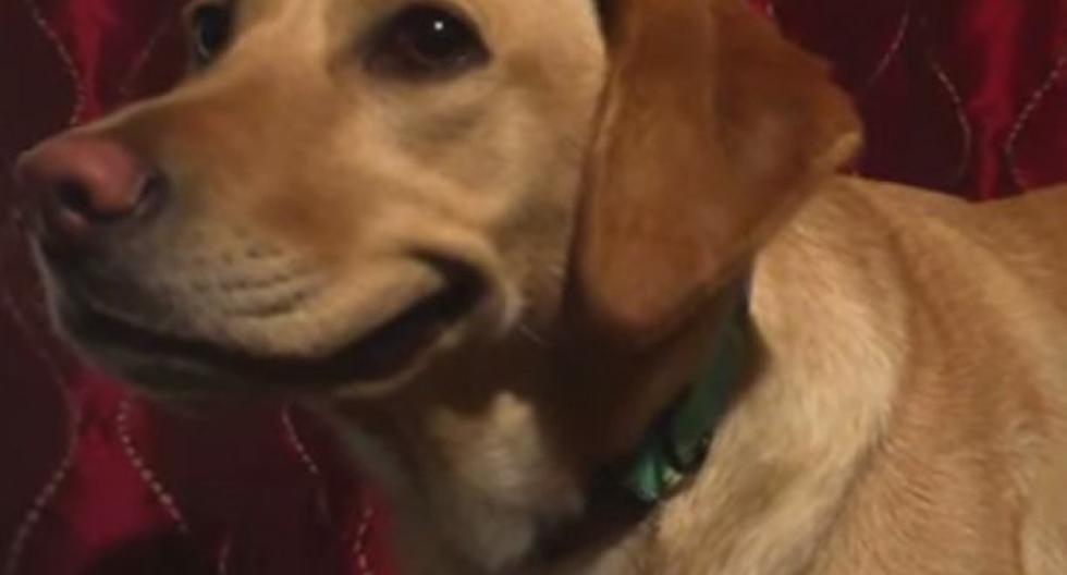 Esta sonrisa de este perro te causará asombro. (Foto: Captura)