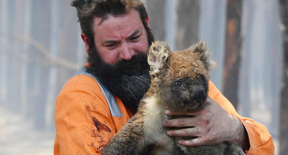 El rescatista Simon Adamczyk sostiene un koala quemado en Cape Borda en Kangaroo Island. (Foto: DAVID MARIUZ/EPA/AAP)