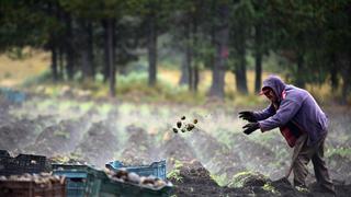 México: ¿cómo sembrar papa sin degradar y contaminar los suelos en zonas forestales?