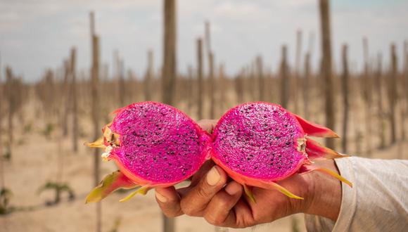 En diez países se concentran la exportación de la pitahaya peruana. Foto: Cortesía