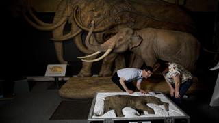 Londres vuelve a la Edad de Hielo con una muestra de mamuts