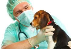 Brownsville: Brindan cirugías para castrar mascotas a bajo costo 