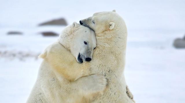 Pasa una increíble noche rodeada de osos polares en Canadá - 1
