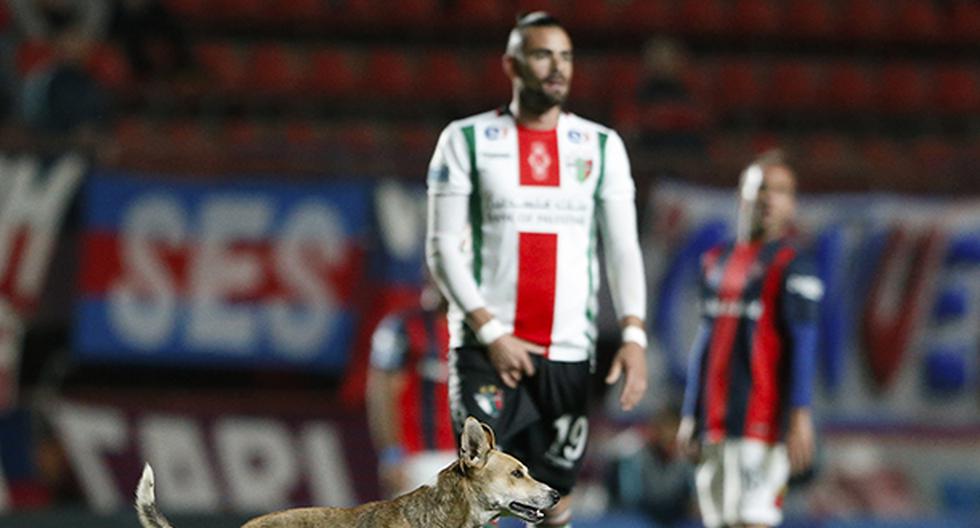 En el segundo tiempo del partido San Lorenzo vs Palestino por la Copa Sudamericana, un perro ingresó al campo de juego y se robó la atención de todos. (Foto: Getty Images)