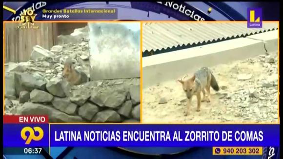 Comas: el zorro 'Run Run' escapó de señuelo, continúa libre y podría ser  llevado al zoológico de Huachipa | VIDEO | nndc | LIMA | EL COMERCIO PERÚ