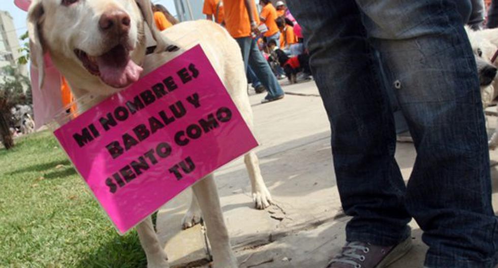 Perú: maltratadores de animales domésticos tendrán pena de cárcel. (Foto: Andina)