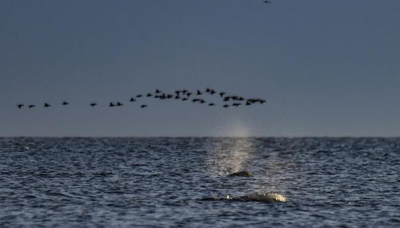 Una ballena beluga nada temprano en la mañana en la Bahía de Hudson, en las afueras de Churchill, en el norte de Canadá, el 8 de agosto de 2022.  (Foto de Olivier MORIN / AFP)