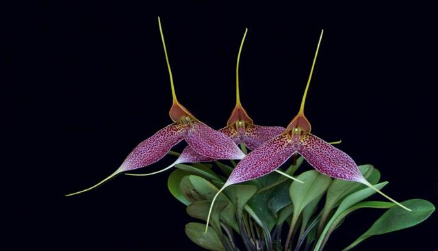 Existen entre 20 mil y 30 mil clases de orquídeas en el mundo. (Foto: web).