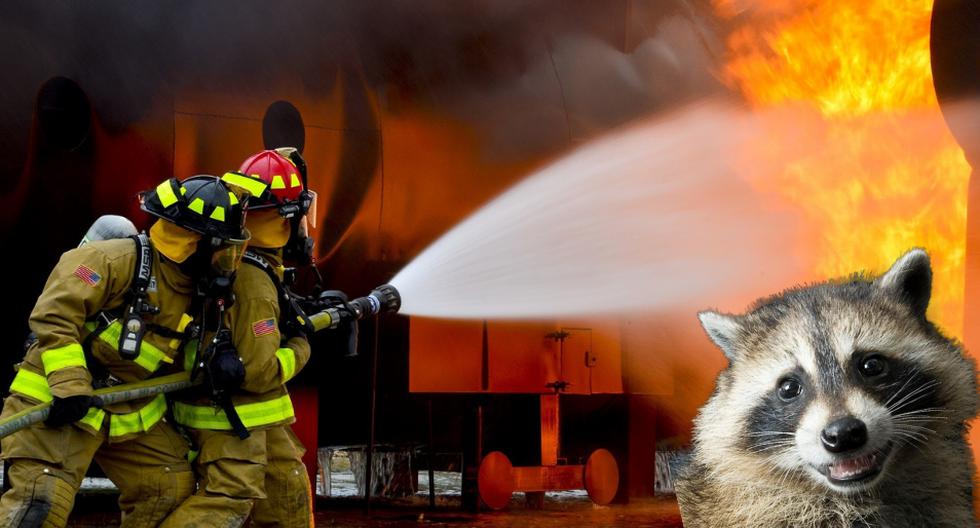 Cundo se trata de ayudar en situaciones de peligro como un incendio, los bomberos no dejan a nadie atrás ni siquiera a los animales. (Foto: Pixabay/Referencial)