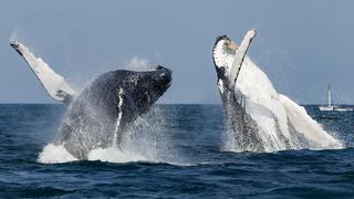 Avistamiento de ballenas: un increíble espectáculo en el norte peruano