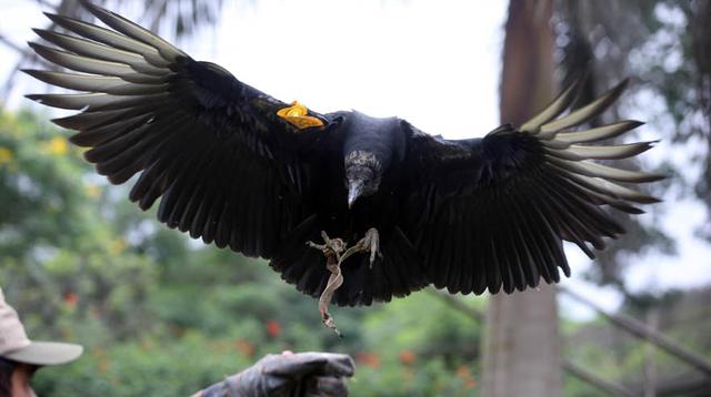 Gallinazo avisa: innovador proyecto de lucha contra la basura - 2