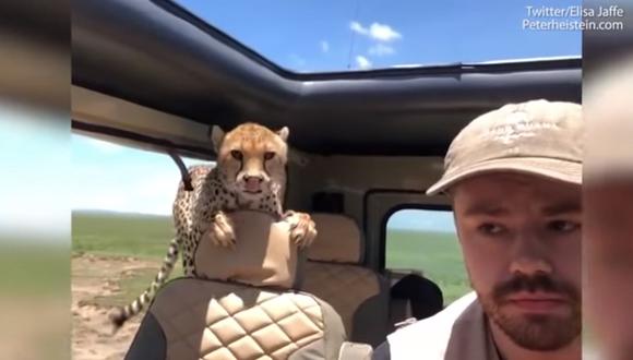 Hayes siguió las indicaciones del guía para no ser atacados por los guepardos. (Video: YouTube)
