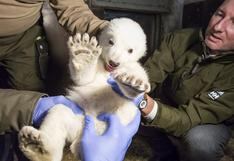 Examinan por primera vez al oso polar nacido en un zoológico de Berlín 