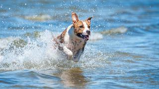 Desde junio Barcelona contará con una playa para perros