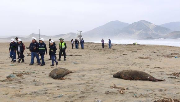 Según las autoridades, los lobos marinos habrían muerto por efectos del cambio climático (Foto: Laura Urbina)