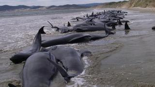 Estados Unidos: unas 41 ballenas están varadas al sur de Florida