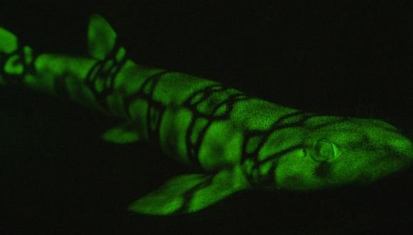 Científicos han descubierto cómo ciertas especies de tiburones que acechan en el fondo del océano brillan con un tono verde brillante visible solo para los ojos de sus compañeros. (Foto: AFP)