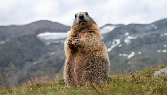 El Día de la Marmota es una tradición en Norteamérica, que es usada por los granjeros locales para predecir cuándo llegará la primavera. (Foto: Shutterstock)