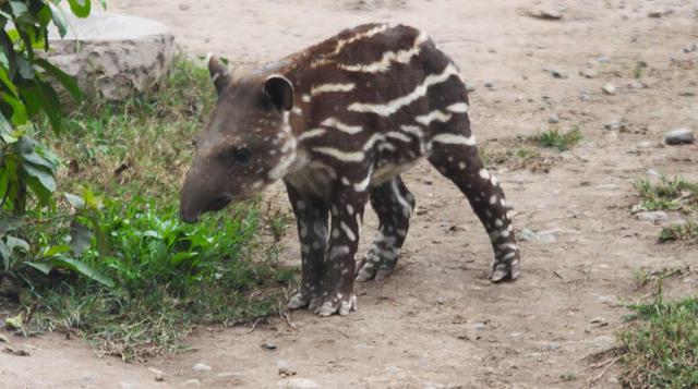 Parque de las Leyendas: cría de tapir fue bautizada como ‘Pepa’ - 2