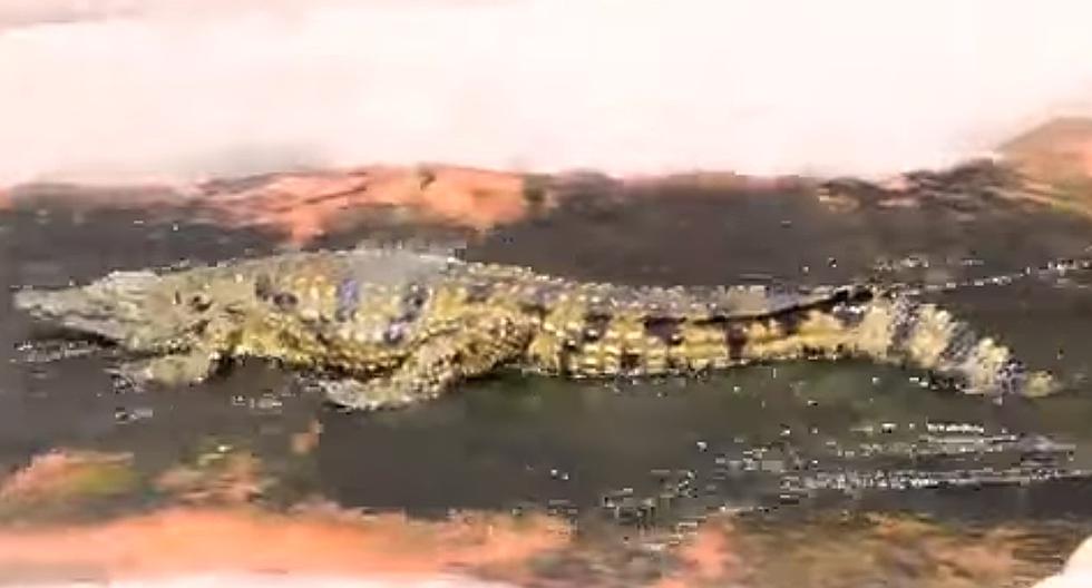 Este singular cocodrilo se divierte de lo lindo en un zoológico de Marruecos. (Foto: YouTube)