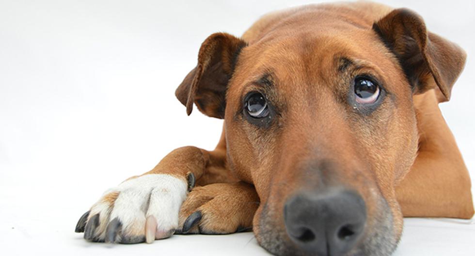 Conoce los síntomas de depresión en perros. (Foto: Pixabay)