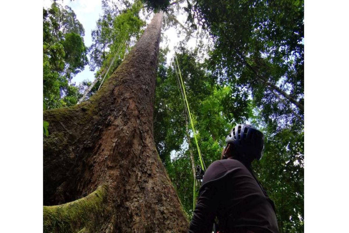 Día del Árbol | ¿Dónde está el árbol más alto del mundo y qué se hace con  su madera? | Día del Árbol en el Perú | Naturaleza | Viajes | VAMOS | EL  COMERCIO PERÚ