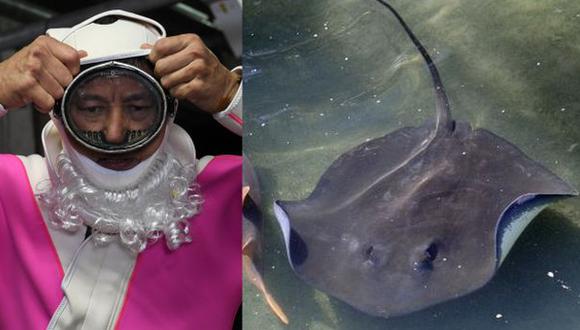 Philip Chan (izq.) es el experimentado submarinista que falleci&oacute; por una herida provocada por el aguij&oacute;n de una raya (der.) en  el parque oce&aacute;nico de Singapur. (Foto: AFP)