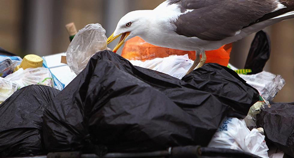 Las aves marinas comen plástico porque su olfato lo confunde con alimento. (Foto: Getty)