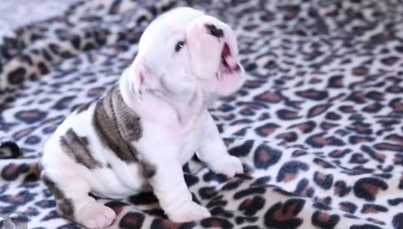 YouTube: cachorro de bulldog protagoniza un tierno viral