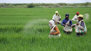 Minagri: Sector agropecuario creció 1,6% en el primer trimestre