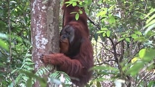 Habilidad inesperada: orangután impresiona a científicos al preparar su propio ungüento curativo