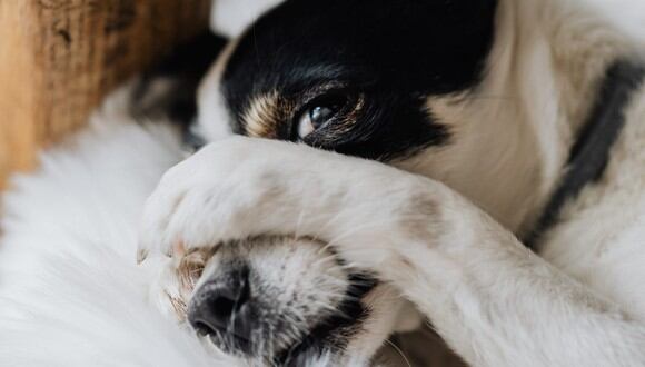 El hecho de que tu perro llore no significa necesariamente que está en peligro. (Foto: Karolina Grabowska / Pexels)