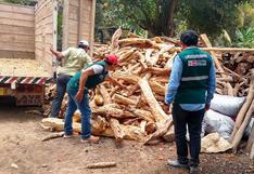 Piura: autoridades decomisan 1,5 toneladas de palo santo de procedencia ilegal