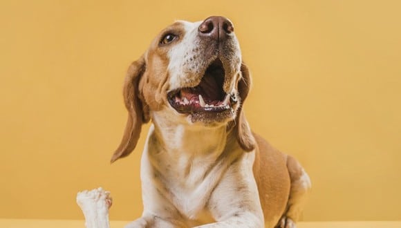 Observando la dentadura de un perro podemos estimar la edad aproximada, pero hay casos que al haber tenido una mala alimentación y sus dientes se desgastan no podría saberse con exactitud (Foto: Freepik)