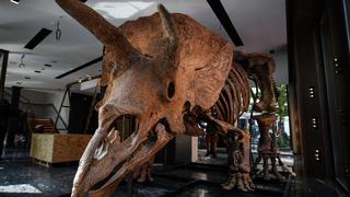 Por qué los científicos critican las millonarias subastas de esqueletos de dinosaurios