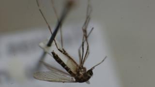 Minsa confirmó cuarto caso de la fiebre Chikungunya en Perú