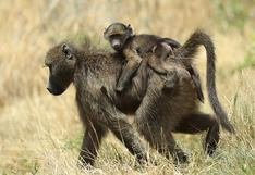 Los babuinos producen cinco sonidos parecidos a las vocales del habla humana