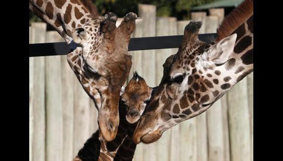 Zoológico danés mata jirafa bebé y se lo da de comer a leones