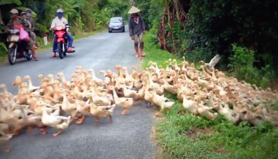 Un curioso video de Facebook nos muestra el respeto que tienen por esta bandada de patos en Vietnam. | Facebook