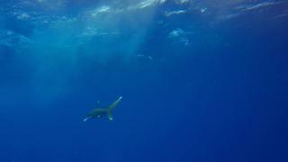Muere hombre que fue atacado por tiburón en popular destino turístico de Australia